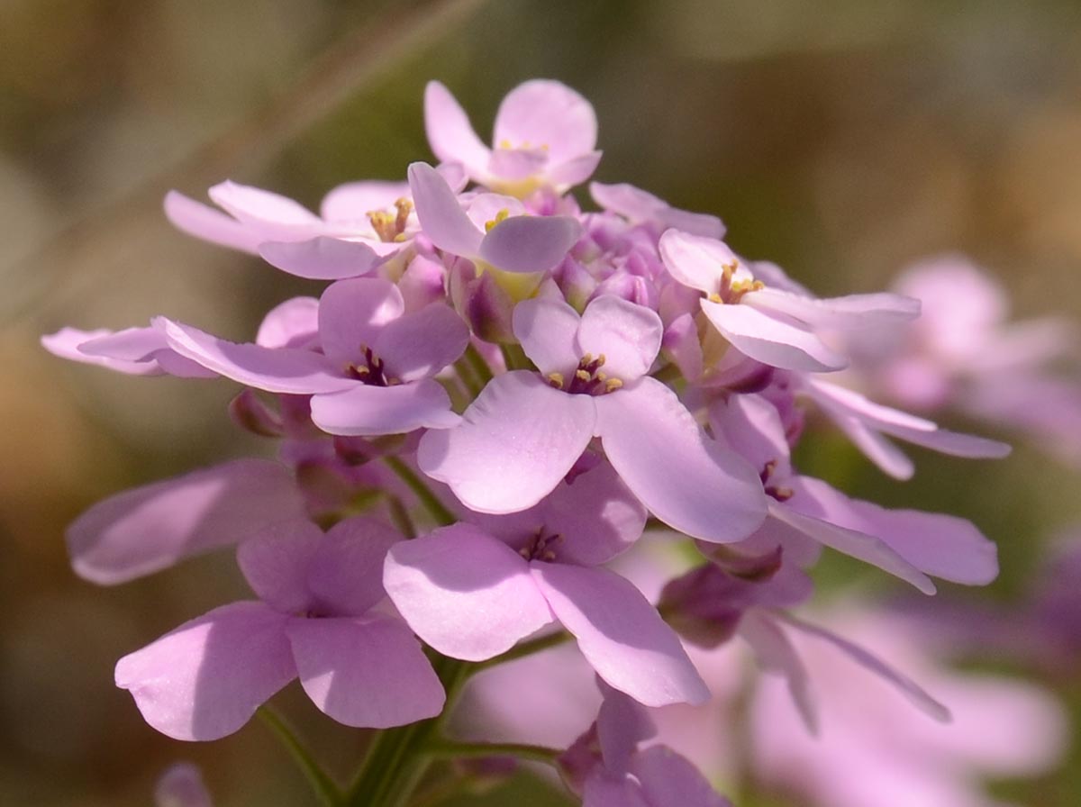 Blüten nah